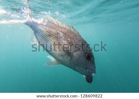 Snapper fish/ a red snapper caught on a fish hook