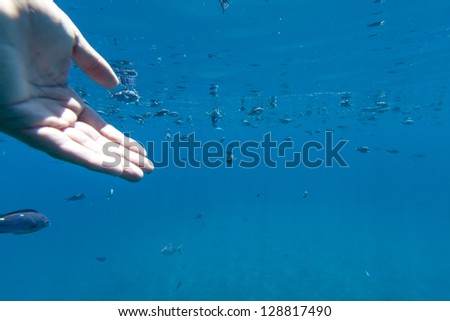 Catching Fish/ a hand in the water with a school of fish in the background- trying to catch fish