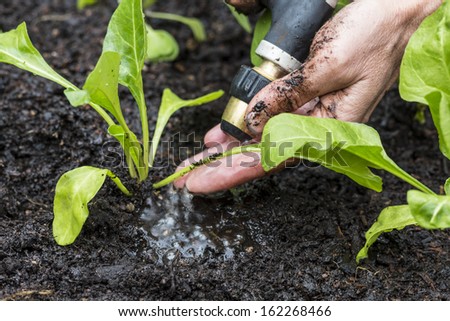 Watering Spinach/ carefully hand watering organic spinach seedlings