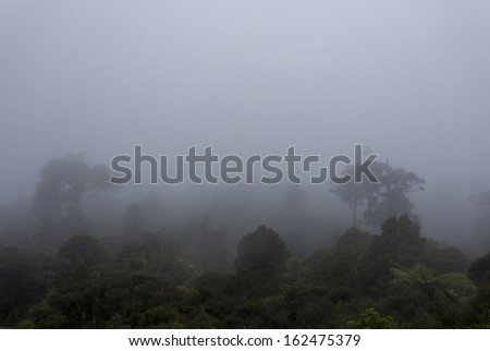 Misty Rain-forest/ mist shrouds native New Zealand rainforest