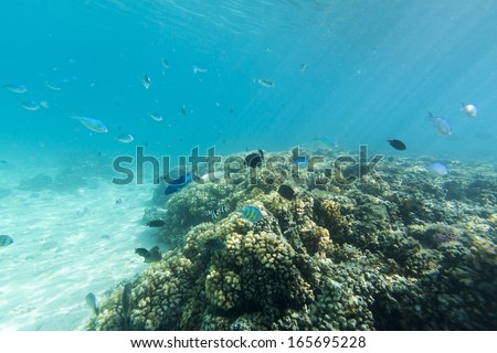 Snorkeling in Fiji/ the type of coral reef snorkeling which is typical in the Fiji Islands
