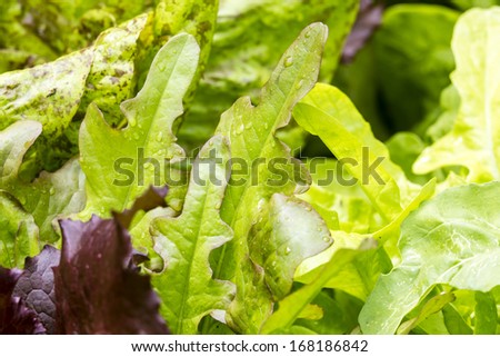 Lettuce leaves/ young organic lettuces growing in a home garden bed.