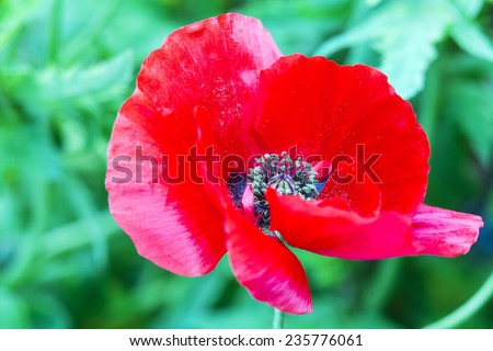 Poppy Flower/ A poppy flower in full bloom, the poppy plant is the source of opiates used to make opium based drugs like heroin and morphine,