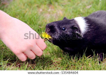 Girl feeding a funny black and wight  Guinea pig (Cavia porcellus) with yellow dandelion