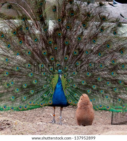 Funny prairie dog looking at the peacock with open tail. Dreaming to be different. Conception of differences.
