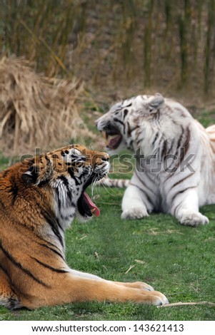Two tigers white and orange