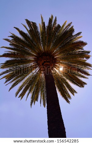 Palm Tree Stock Photo 156542285 : Shutterstock