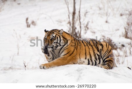 Groom siberian tiger on a snowy rock in China.