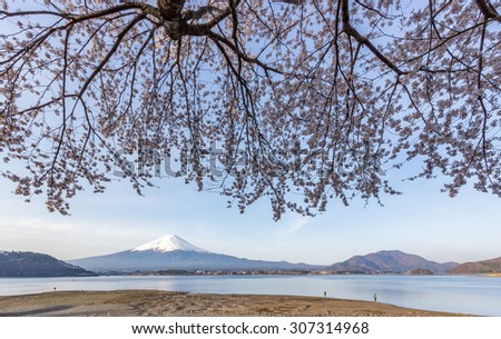 Panorama of Mount Fuji and Out of focus Cherry Blossom foreground at Fujigoko Cherry Blossom Viewing Spot (Hanami) near Northern Shores of Kawaguchiko Lake in early morning of spring season, Japan