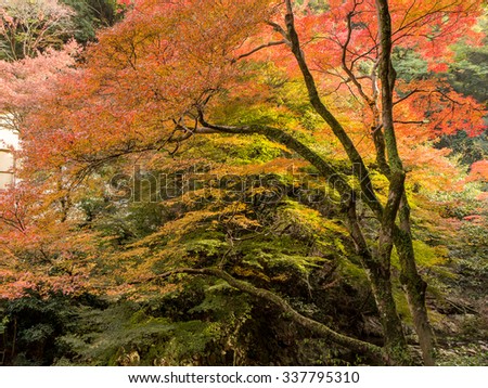 Shutterstock Puzzlepix