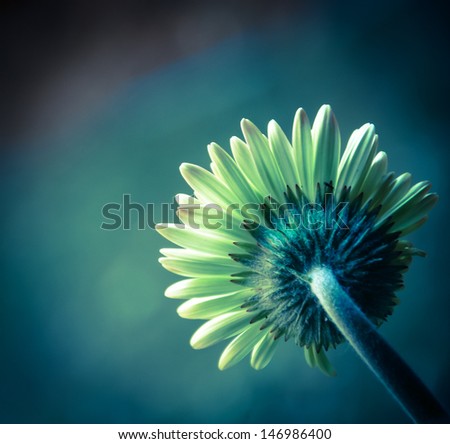 Beautiful daisy or gerbera background. Back view. Tone image. Shadowed angles. Retro style postcard.
