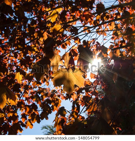 Sunbeams shine through the golden maple leaves.