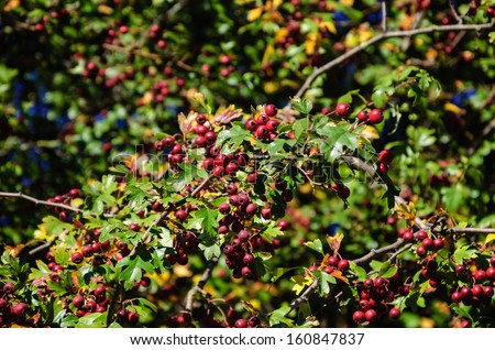 Wild red berries on the bush with green and golden leaves. Autumn background.