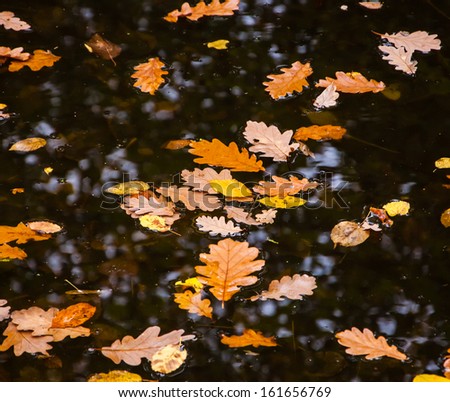 Oak and hazel leaves in creek. Autumn in forest.