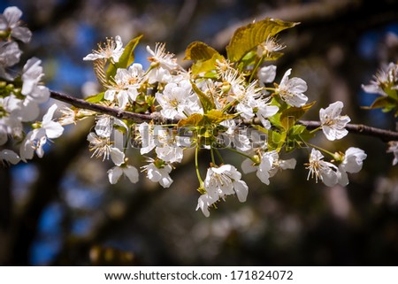 Fruit tree blossoms - spring beginning. Bokeh. Shadowed angles.