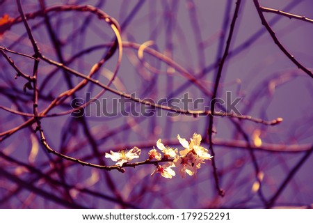 Fruit tree blossoms against the sky - spring beginning. Selective focus and shallow depth of field. Toned image. Fragile nature background.