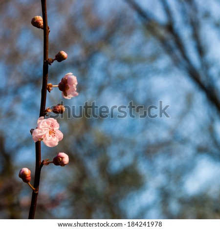 Fruit tree blossoms against blue sky - spring beginning. Selective focus and shallow depth of field.