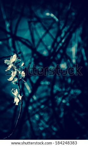 Fruit tree blossoms - spring beginning. Selective focus and shallow depth of field. Aged photo. Spooky background.