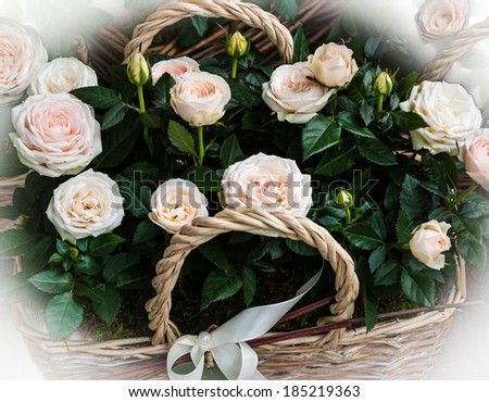 Wedding pink roses in wicker basket. Bleached angles.