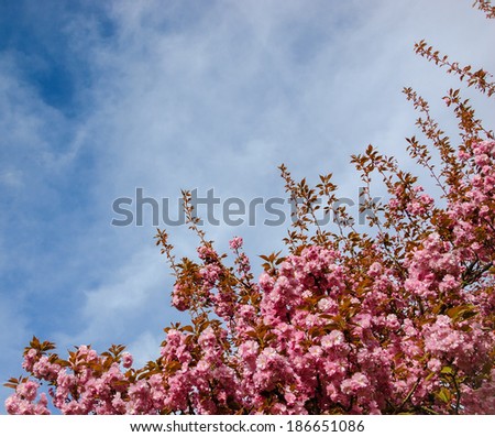 Fruit tree blossoms (Prunus triloba multiplex) against blue sky with clouds.  Spring beginning background. Selective focus and shallow depth of field.