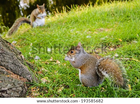 Two Eastern Fox squirrels (Sciurus niger) in the park. The closest squirrel eats the nuts and the second one looking on her. Competition and survival concepts.