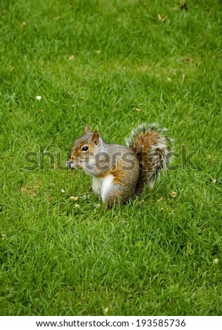 Eastern Fox squirrel  (Sciurus niger) eats the nuts in the park.  Portrait.