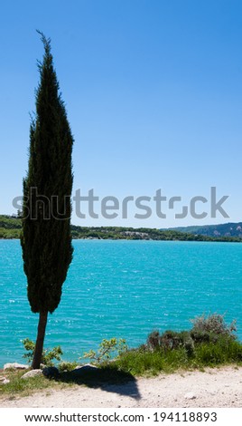 A Cypress tree over the turquoise water of St.Croix lake in Verdon. (Provence, France). The game of light and shadow.