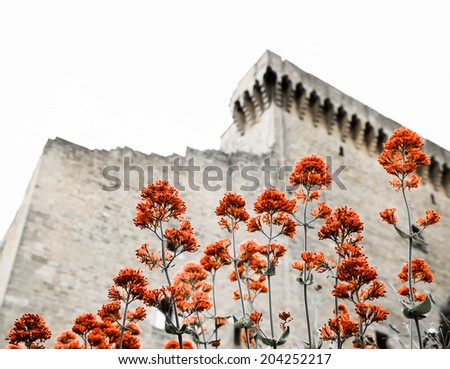 Ruins of the medieval castle and red wild garlic flowers. (Chateauneuf du Pape, Provence, France) Nature and architecture background. Selective focus on the flowers. Aged photo.