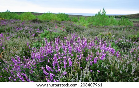 Beautiful view in the evening dusk of Cap Erquy hills covered with violet heather flowers and young pine trees. Sea at backgrounds. Brittany, France. Selective focus on  the violet heather flowers.