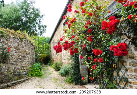 Red roses bushes near old rural house. Brittany, France. Vacation at countryside background.