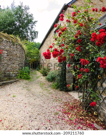 Red roses bushes and fallen petals on the ground near old rural house. Brittany, France. Vacation at countryside background.
