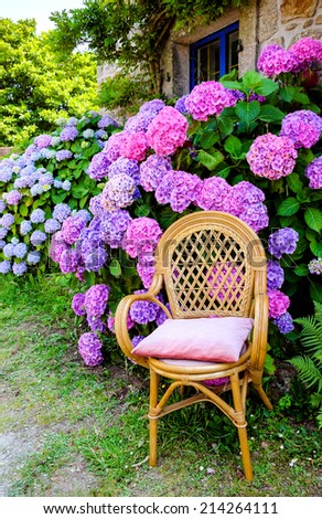 Wicker chair with faded velvet pillow and colorful hydrangea bushes in front of old farm house. Brittany, France. Vacation at countryside background.