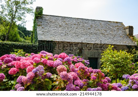 Violet, pink and blue hydrangea bushes near old farm house. Brittany, France. Vacation at countryside background.