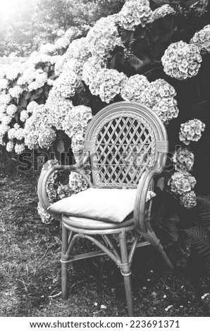 Wicker chair with faded velvet pillow and hydrangea bushes in the garden. Soft evening light. Brittany, France. Vacation at countryside background. Retro aged photo. Black and white.