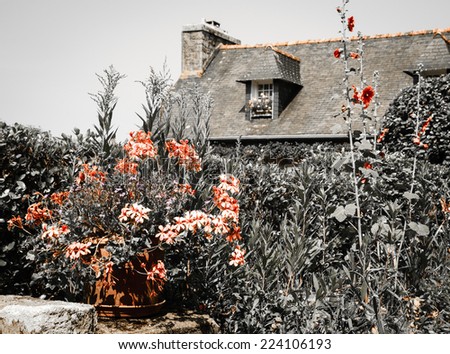 Ivy-leaf geranium in ceramic pot and malva bushes near old rural house. Brittany, France. Vacation at countryside background. Aged photo.