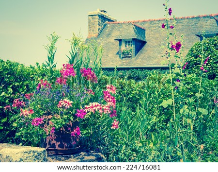 Ivy-leaf geranium in ceramic pot and malva bushes near old rural house. Brittany, France. Vacation at countryside background. Aged photo.