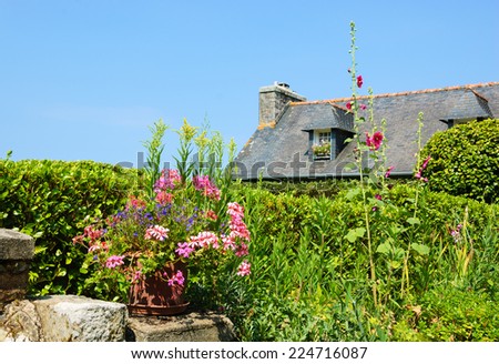 Ivy-leaf geranium in ceramic pot and malva bushes near old rural house. Brittany, France. Vacation at countryside background.