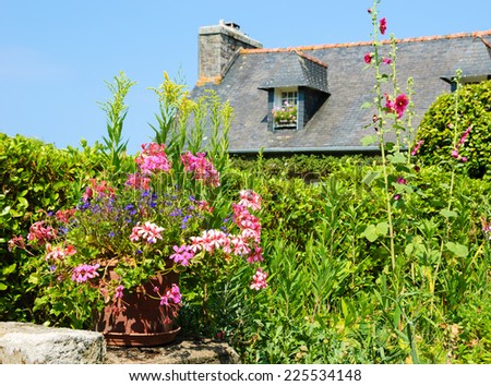 Ivy-leaf geranium in ceramic pot and malva bushes near old rural house. Brittany, France. Vacation at countryside background.