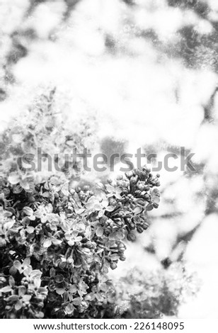 Blooming lilacs branch on the shrub. Closeup. Bokeh. Retro aged photo with scratches. Black and white.