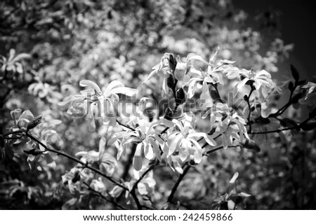 Magnolia tree in blossom. Toned photo. Bokeh. Vignette. Aged photo. Black and white.