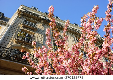 Spring in Paris. Typical Parisian building and blossoming pink tree.