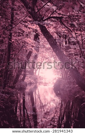 Dreamy forest. Sunshine glow through the woods and on the creek surface. Haze. Nature background. Toned photo.