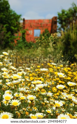 Ruins of  old farm house and daisy flowers at foreground. South of Portugal. Selective focus on the flowers.