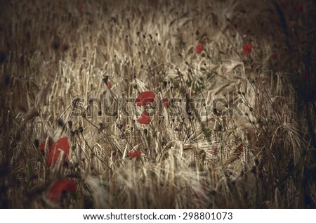 Red poppies and ripe wheat spikes. Selective focus on the spikes. Evening light. Toned photo. Vignette.
