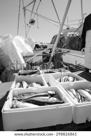 Fresh catch of mackerel fish in styrofoam containers on fishing boat.  Trouville-sur-Mer (Normandy, France). Aged photo. Black and white.