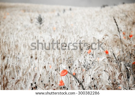 Red poppies and ripe wheat spikes meadow. Selective focus on the spikes at foreground. Aged photo.