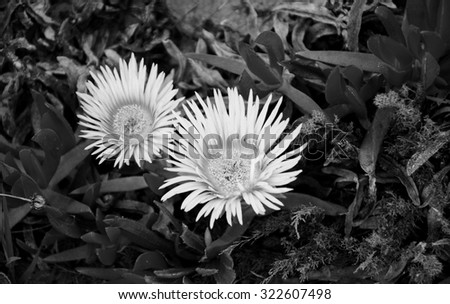 Similar – Image, Stock Photo ice age | spiky