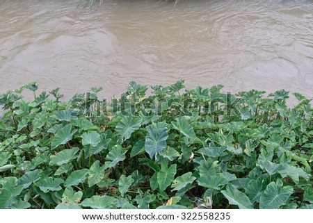 Lush green leaves of a red stem perennial root crop, Bloody Mary, taro known as gabi in the Thailand Islands. Tubers are eaten as a root crop.
