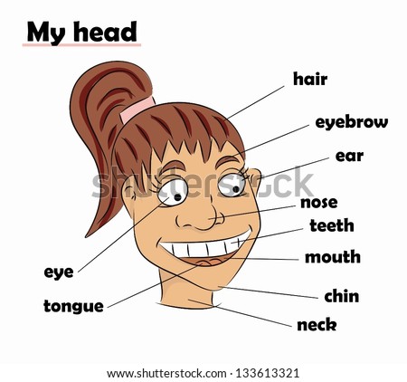 Cartoon Parts Of Head (Vector) - 133613321 : Shutterstock