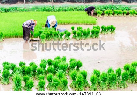 Rice farmers are withdrawing the seedlings and transplanting rice seedlings in the field next.